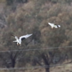 Elanus axillaris at Paddys River, ACT - 27 Jun 2023 12:24 PM