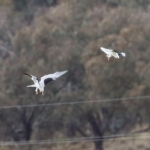 Elanus axillaris at Paddys River, ACT - 27 Jun 2023 12:24 PM