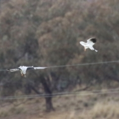 Elanus axillaris at Paddys River, ACT - 27 Jun 2023 12:24 PM