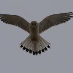 Falco cenchroides (Nankeen Kestrel) at Paddys River, ACT - 27 Jun 2023 by RodDeb