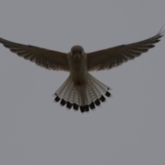 Falco cenchroides at Paddys River, ACT - 27 Jun 2023