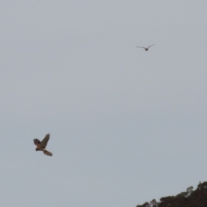 Falco cenchroides at Paddys River, ACT - 27 Jun 2023