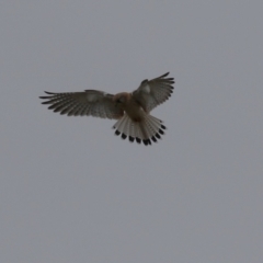 Falco cenchroides at Paddys River, ACT - 27 Jun 2023