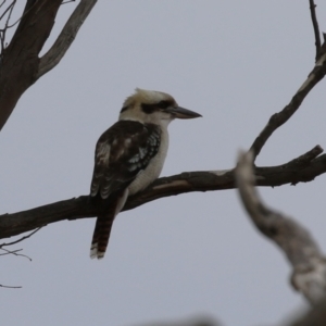 Dacelo novaeguineae at Paddys River, ACT - 27 Jun 2023