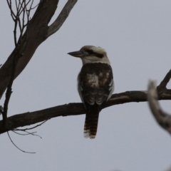 Dacelo novaeguineae at Paddys River, ACT - 27 Jun 2023