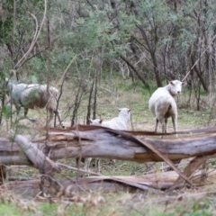 Ovis aries (Feral Sheep) at Tennent, ACT - 27 Jun 2023 by RodDeb