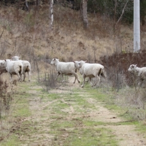 Ovis aries at Tennent, ACT - 27 Jun 2023 01:17 PM