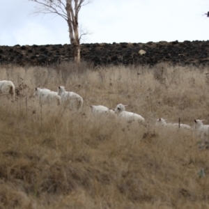 Ovis aries at Tennent, ACT - 27 Jun 2023 01:17 PM