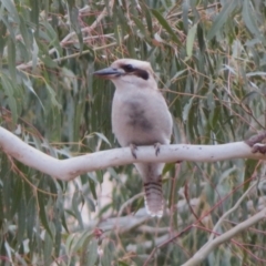 Dacelo novaeguineae at Tennent, ACT - 27 Jun 2023