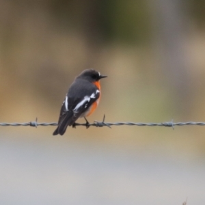 Petroica phoenicea at Paddys River, ACT - 27 Jun 2023