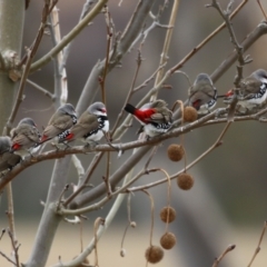 Stagonopleura guttata at Paddys River, ACT - 27 Jun 2023