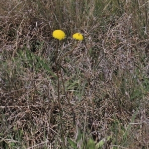 Craspedia variabilis at Dry Plain, NSW - suppressed