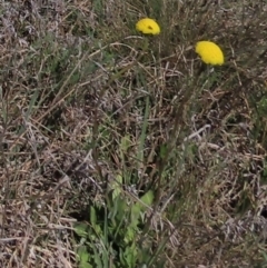 Craspedia variabilis at Dry Plain, NSW - suppressed