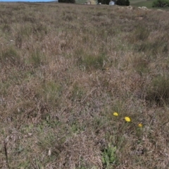 Craspedia variabilis at Dry Plain, NSW - suppressed