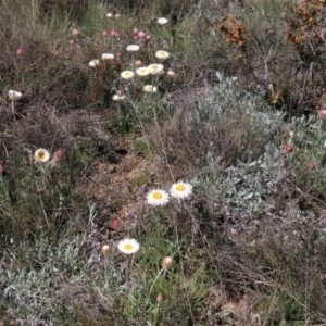 Leucochrysum albicans subsp. tricolor at Dry Plain, NSW - 30 Oct 2021 10:40 AM