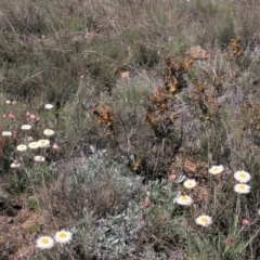 Acacia siculiformis (Dagger Wattle) at Top Hut TSR - 30 Oct 2021 by AndyRoo