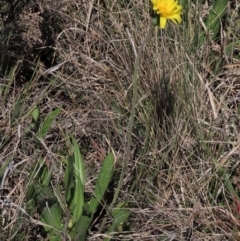 Microseris lanceolata (Yam Daisy) at Dry Plain, NSW - 29 Oct 2021 by AndyRoo