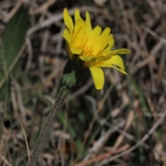 Microseris lanceolata at Top Hut TSR - 30 Oct 2021