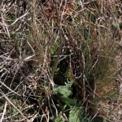 Microseris lanceolata at Top Hut TSR - 30 Oct 2021