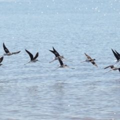 Himantopus leucocephalus (Pied Stilt) at Cleveland, QLD - 25 Jun 2023 by TimL