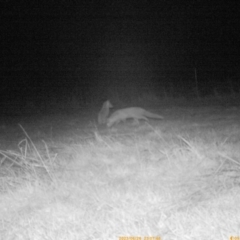 Vulpes vulpes (Red Fox) at The Pinnacle - 26 Jun 2023 by ChrisHolder