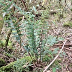 Pellaea falcata (Sickle Fern) at Werai, NSW - 27 Jun 2023 by plants