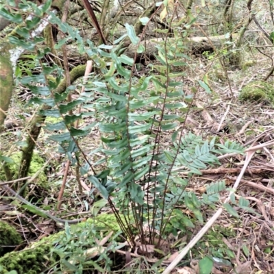 Pellaea falcata (Sickle Fern) at Werai, NSW - 27 Jun 2023 by plants