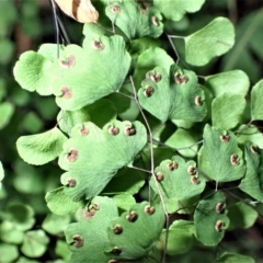 Adiantum aethiopicum (Common Maidenhair Fern) at Werai, NSW - 27 Jun 2023 by plants