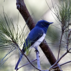 Myiagra rubecula at Uriarra Village, ACT - 17 Dec 2022