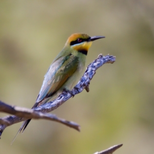 Merops ornatus at Stromlo, ACT - 17 Dec 2022