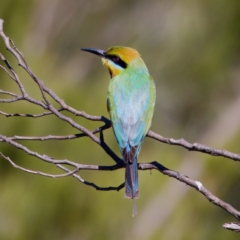 Merops ornatus at Stromlo, ACT - 17 Dec 2022