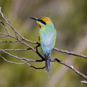 Merops ornatus at Stromlo, ACT - 17 Dec 2022