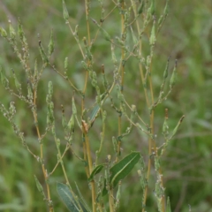 Lactuca serriola f. serriola (Prickly Lettuce) at Turner, ACT - 6 Apr 2023 by ConBoekel