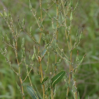 Lactuca serriola f. serriola (Prickly Lettuce) at Sullivans Creek, Turner - 6 Apr 2023 by ConBoekel