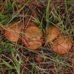 Suillus sp. (A bolete ) at Turner, ACT - 6 Apr 2023 by ConBoekel