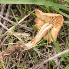 Unidentified Fungus at Turner, ACT - 6 Apr 2023 by ConBoekel