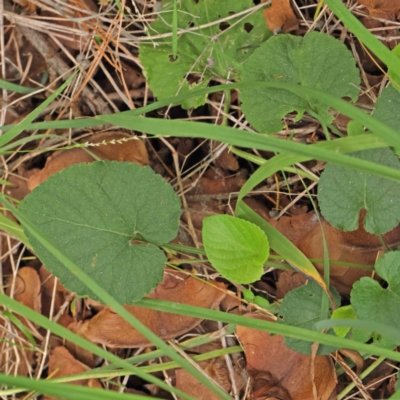 Viola odorata (Sweet Violet, Common Violet) at City Renewal Authority Area - 6 Apr 2023 by ConBoekel