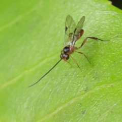 Ichneumonidae (family) (Unidentified ichneumon wasp) at Turner, ACT - 6 Apr 2023 by ConBoekel