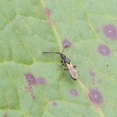 Neurogalesus sp. (genus) (Diapriid wasp) at Haig Park - 6 Apr 2023 by ConBoekel