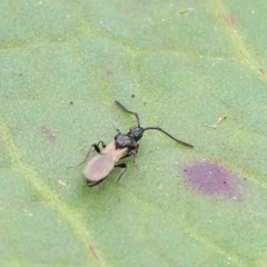 Neurogalesus sp. (genus) at Turner, ACT - 6 Apr 2023