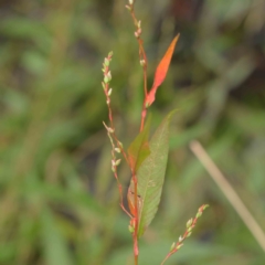 Persicaria hydropiper (Water Pepper) at Turner, ACT - 6 Apr 2023 by ConBoekel