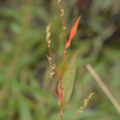 Persicaria hydropiper (Water Pepper) at City Renewal Authority Area - 6 Apr 2023 by ConBoekel