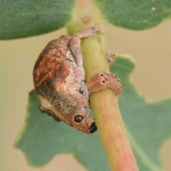 Gonipterus scutellatus (Eucalyptus snout beetle, gum tree weevil) at Turner, ACT - 6 Apr 2023 by ConBoekel