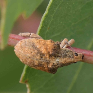 Gonipterus scutellatus at Turner, ACT - 6 Apr 2023