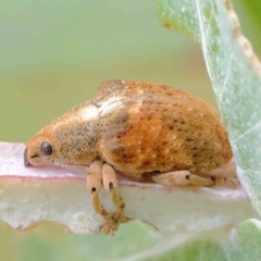 Gonipterus scutellatus (Eucalyptus snout beetle, gum tree weevil) at Sullivans Creek, Turner - 6 Apr 2023 by ConBoekel