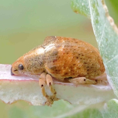 Gonipterus scutellatus (Eucalyptus snout beetle, gum tree weevil) at Turner, ACT - 6 Apr 2023 by ConBoekel