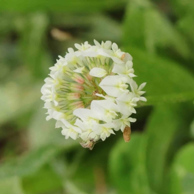 Trifolium repens (White Clover) at Sullivans Creek, Turner - 6 Apr 2023 by ConBoekel