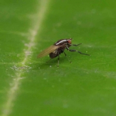 Poecilohetaerus sp. (genus) (Lauxaniid fly) at Turner, ACT - 6 Apr 2023 by ConBoekel