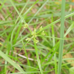 Cyperus eragrostis (Umbrella Sedge) at Sullivans Creek, Turner - 6 Apr 2023 by ConBoekel