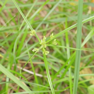 Cyperus eragrostis at Turner, ACT - 6 Apr 2023